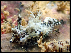 Goniodoris joubini