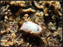 Goniobranchus rubrocornutus