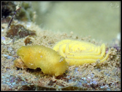 Doriopsis granulosa