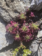 Senecio subdiscoideus