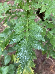Erechtites valerianifolius