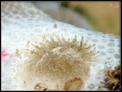 Phestilla lugubris