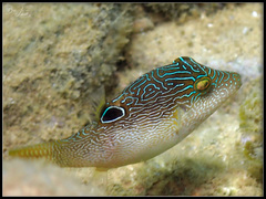 Canthigaster compressa