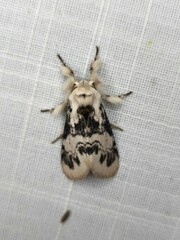 Iropoca rotundata