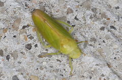 Reuplemmeles hobartensis