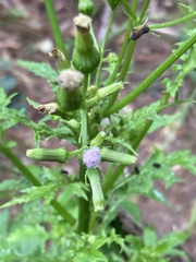Erechtites valerianifolius