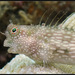 Whitespotted Blenny - Photo (c) Johan Bas, some rights reserved (CC BY-NC), uploaded by Johan Bas