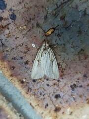 Ecnomodes sagittaria