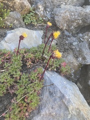 Senecio subdiscoideus