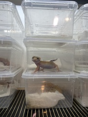 Eublepharis macularius