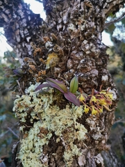 Epidendrum conopseum