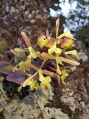 Epidendrum conopseum
