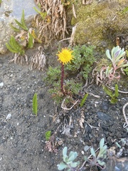 Senecio subdiscoideus