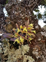 Epidendrum conopseum