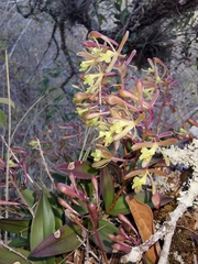 Epidendrum conopseum