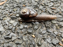 Victaphanta compacta