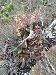 Epidendrum conopseum