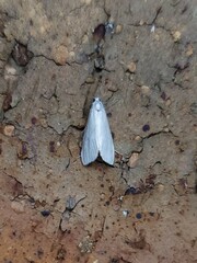 Tipanaea patulella