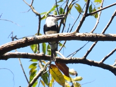 Notharchus hyperrhynchus
