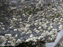 Semibalanus balanoides