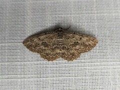 Psilosticha absorpta