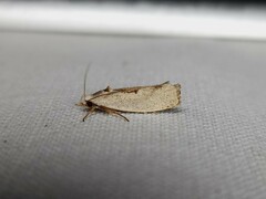 Tymbophora peltastis