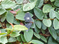 Melanchroia chephise