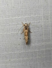 Tymbophora peltastis