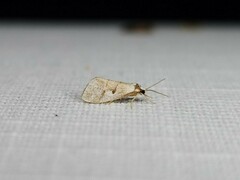 Philenora chionastis