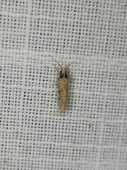 Philenora chionastis