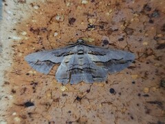 Syneora silicaria