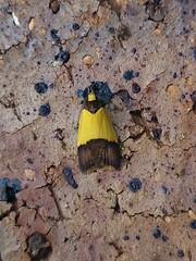 Heteroteucha dichroella