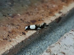 Monopis icterogastra