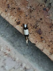 Monopis icterogastra