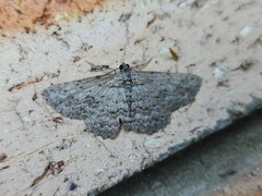 Psilosticha absorpta