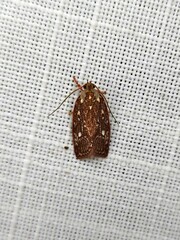 Euchaetis metallota