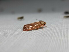Euchaetis metallota