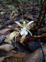 Palmorchis pubescens