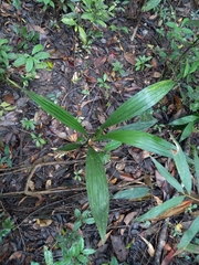 Palmorchis pubescens