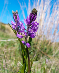 Polygala hybrida