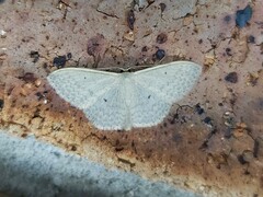 Scopula optivata