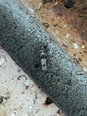 Spilonota constrictana