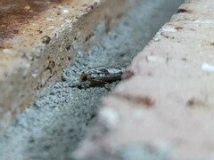 Spilonota constrictana
