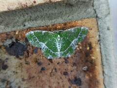 Eucyclodes insperata