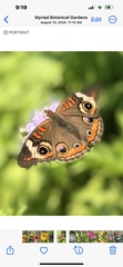 Junonia coenia
