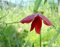 Lathyrus