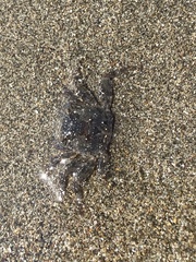 Glyptograpsus impressus