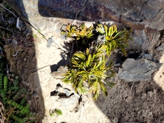 Aciphylla monroi