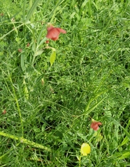 Lathyrus