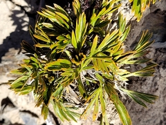 Aciphylla monroi